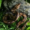 BOTICAKO BOTICAKO Realistic Fake Snake & Fake Spider, Prank Stuff