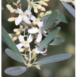 MySeeds.Co Elaeagnus angustifolia (Russian Olive) Shrub Seeds, Distinctive Silver Foliage - 1 oz (~ 313 Seeds)