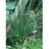 Perennial Farm Marketplace Juncus inflexus 'Blue Arrows' (Rush) Ornamental Grass,