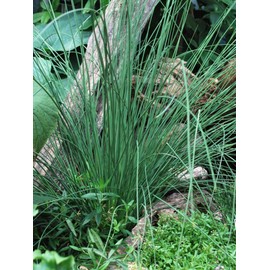Perennial Farm Marketplace Juncus inflexus 'Blue Arrows' (Rush) Ornamental Grass, Size-#1 Container, Bluish Green Foliage
