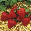 10 Plants - Albion Ever Bearing Strawberry Plants - Certified Healthy Bare Root Plants
