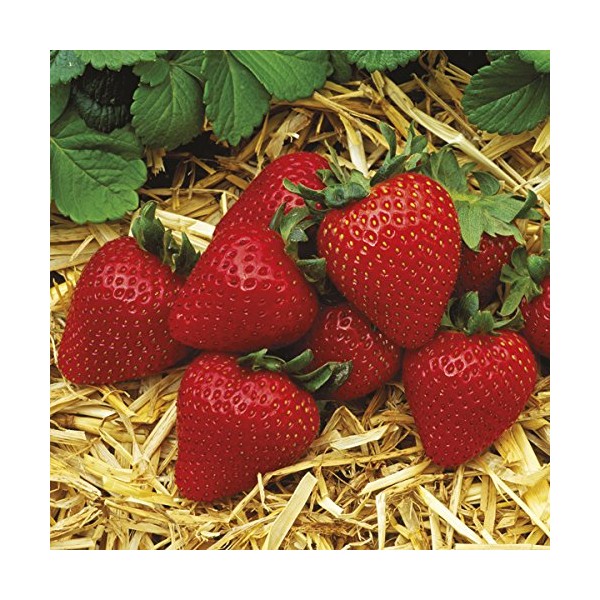 10 Plants - Albion Ever Bearing Strawberry Plants - Certified Healthy Bare Root Plants