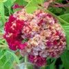 Huge Brain Celosia! Crazy Mixed Colors 100 Seeds ! Comb.s/h!