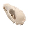 VOANZO Resin Fox Skull Model Replica, Dinosaur Tooth Skull Fossil,