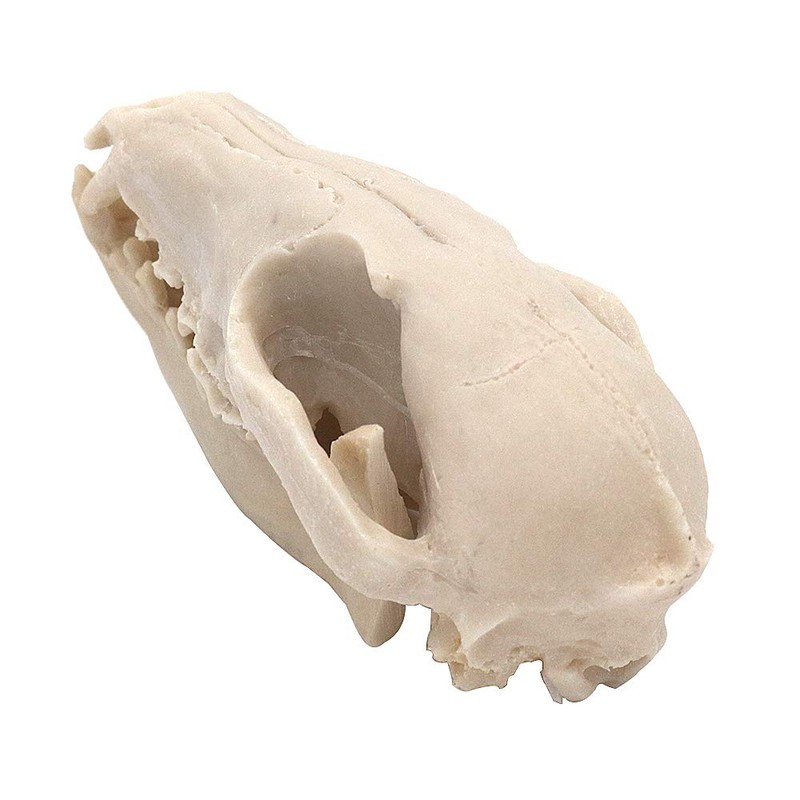 VOANZO Resin Fox Skull Model Replica, Dinosaur Tooth Skull Fossil,