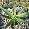 Agave bracteosa Cacti Cactus Succulent Real Live Plant