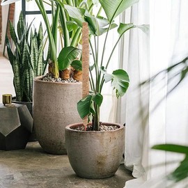 Genérico Tutores para Plantas, Soporte para Plantas Coco, Varilla Flexible para Musgo, Tutor para Plantas Trepadoras para Apoyar Plantass Trepadoras Monstera, Enredaderas, Jardín, Patio