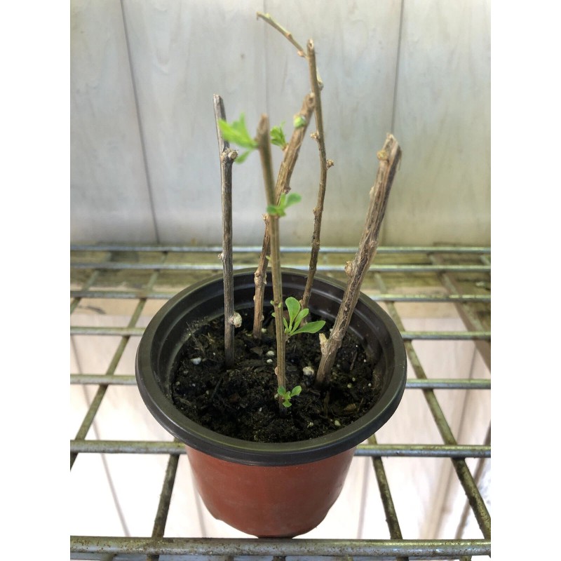 Goji Berry Plant 5 Cuttings With Pot Live Plant Ready