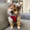 Best Pet Supplies - All Weather Mesh, Reflective, No Pull