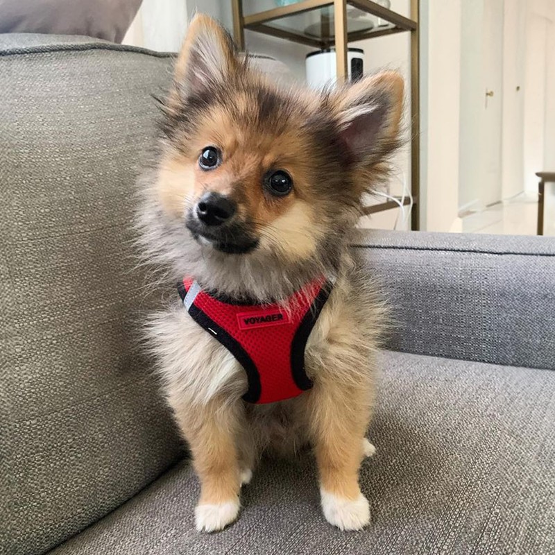 Best Pet Supplies - All Weather Mesh, Reflective, No Pull