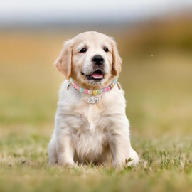 Small Dog Cat Pearl Collar, Adjustable Dog Necklace Cat Neck Strap Dog Accessories Cat Collars for Girl Cats Puppy(Gradient Color)