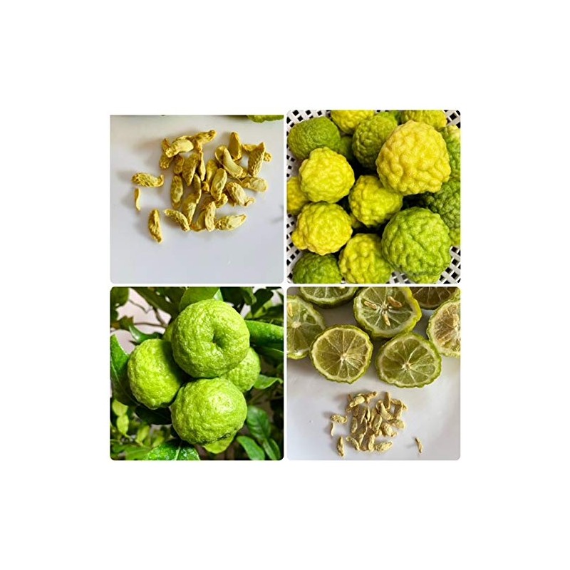 Kaffir Lime Tree Organic 5 Seeds Fresh