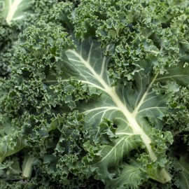 Back To Nature Seed Company Kale - Seeds - Organic - Non Gmo - Heirloom Seeds – Vegetable Seeds - 10 Seeds
