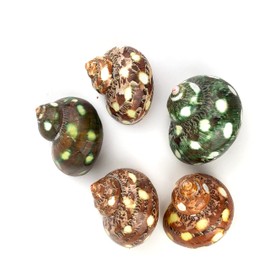 Heyiwell 5PC Spotted Turbo Shells,Hermit Crab Sea Shells 1.5"-2" Inch
