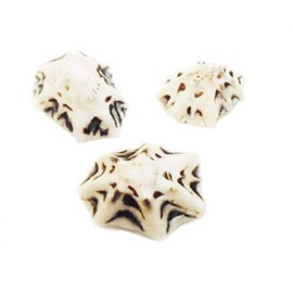 Set of 50 Small "Star" Limpet Shells - Little Black and White Seashells 3/4-1" (19-25mm) Beach Crafts Coastal Cottage Nautical Home Decor