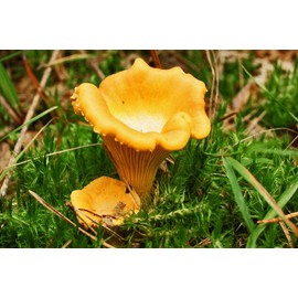 CEMEHA SEEDS Mushrooms Golden Chanterelle (Cantharellus cibarius) Mycelium Spores Spawn Dried Organic