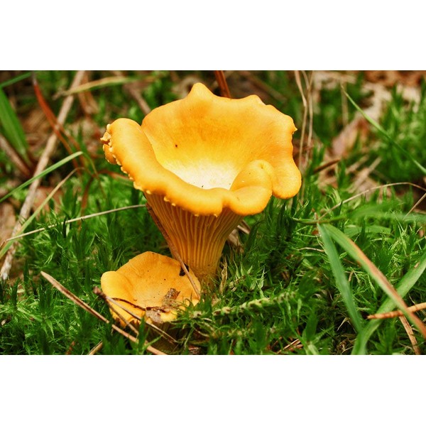 CEMEHA SEEDS Mushrooms Golden Chanterelle (Cantharellus cibarius) Mycelium Spores Spawn