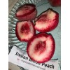 live plant Indian Blood Cling Peach grafted Bare root 1
