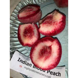 live plant Indian Blood Cling Peach grafted Bare root 1 year old plant