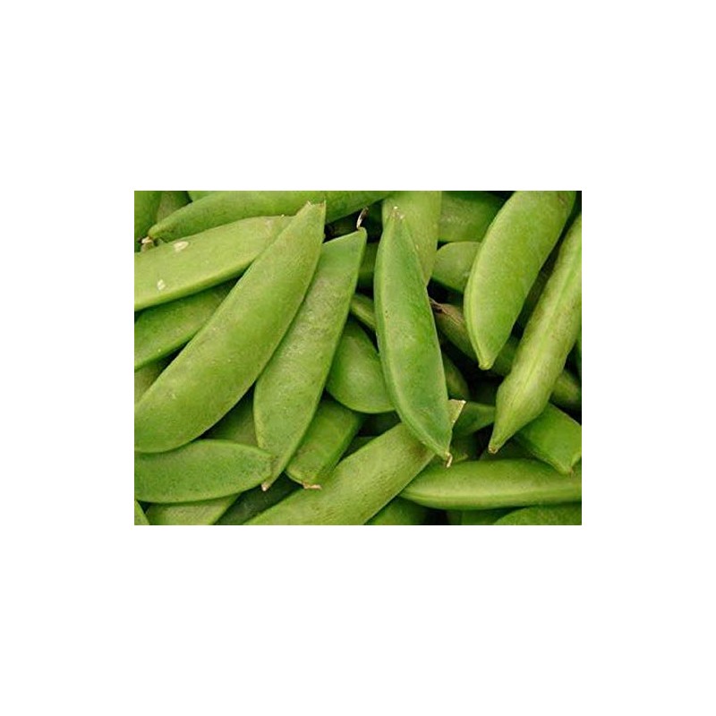 Pea Seed, Sugar Daddy, Heirloom, Non GMO, 100 Seeds, Perfect