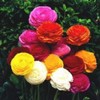 Ranunculus Rainbow Mix - Persian Buttercup Bulbs (Not Seeds) -10