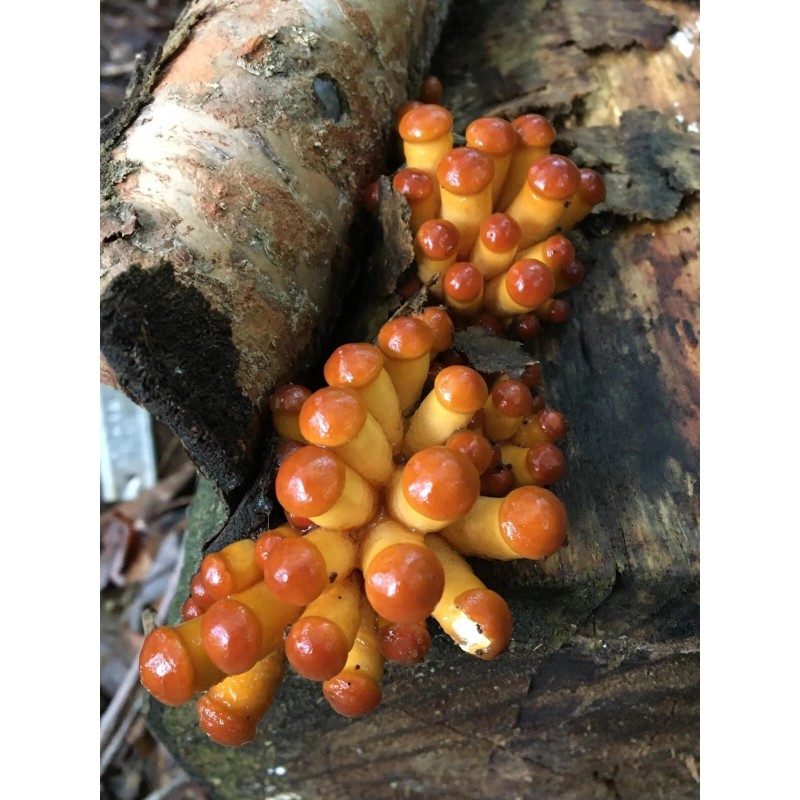 Roots ORGANIC - Nameko Mushroom (Pholiota nameko) Liquid Culture