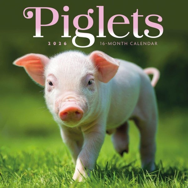 Carousel Calendars, Piglets 2026 Mini Wall Calendar, 7'' X 7'',