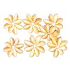 Tokyodo FD005608-zzz Dried Flower Takara Shell Ring, Approx. L 1.2