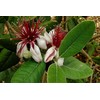 Pineapple Guava | 2 Large Gallon Size Plants | Feijoa