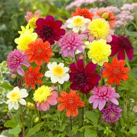 Garden State Bulb Anemone Mixed Dahlia Flower Bulbs, Bare Roots, Spring Planting (Bag of 12)