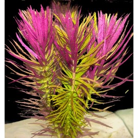 Shore Aquatic Live Aquarium Stem Plants - Freshwater Aquatic Plant for Fish Tanks, Aquascaping - (Limnophila Aromatica Hippuroides, 3 Bunch), Green,Pink,Red