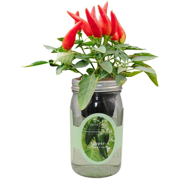 Environet Hydroponic Pepper Growing Kit, Self-Watering Mason Jar Vegetable Starter