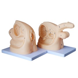 Female and Male Genital Anatomy Models Set, PVC Catheter Insertion Model with Digital Anatomy Markings Catheterization Model for Education Demonstrations Training