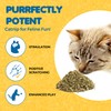 SunGrow Catnip for Cats, for Scratching Posts, Walls, or Pads,