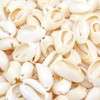 100 Pcs Natural Spiral Oval Seashells: Beach Sea Shells for
