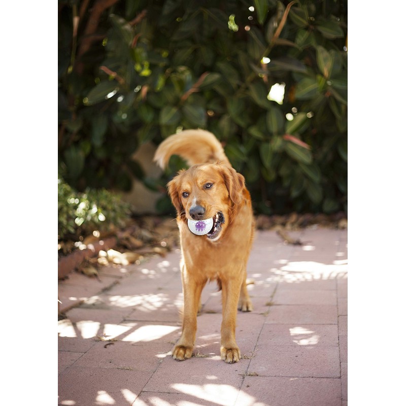 Petstages Nubbiez Treat & Squeak Ball Dog Toy