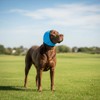 No Flap Ear Wraps for Dogs, Dog Ear Muffs Noise