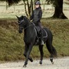 HORZE Adepto Fetlock Boots - Black - Pony