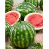 FRONTIER SEED CO. USA Survival Heirloom Seed Bank 6 varieties