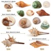 QUOZUO Hermit Crab Sea Shells Natural Coconut Shell Hut Artificial