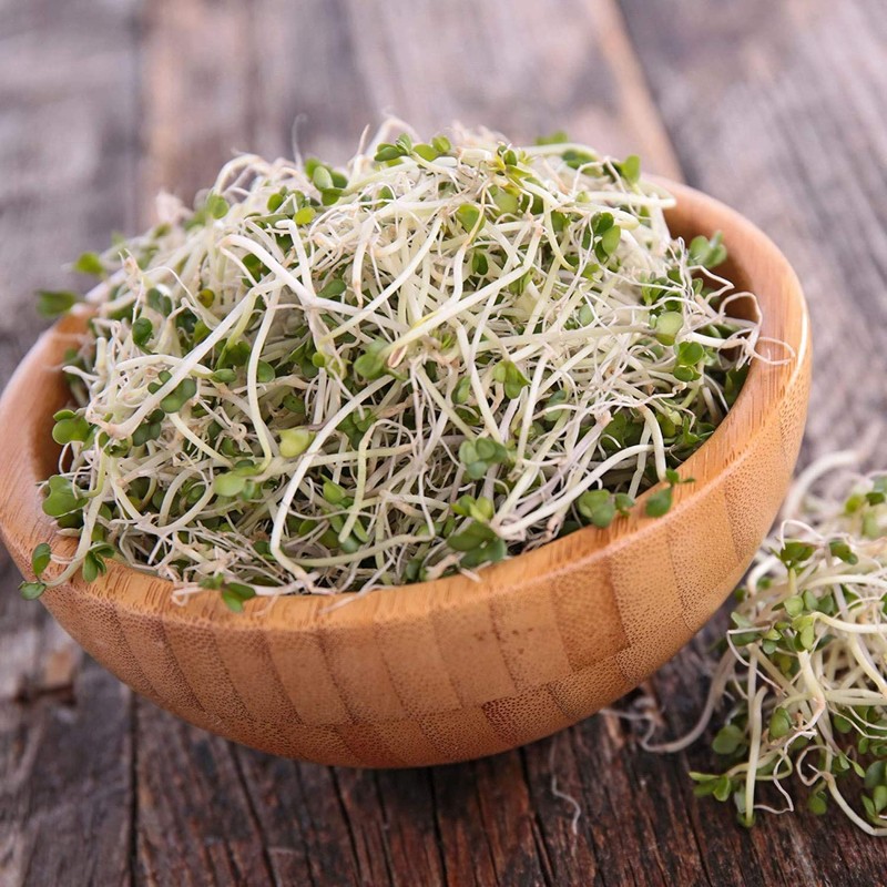 Handy Pantry Broccoli Sprouts Seed Organic- 1 Lb - Non-GMO