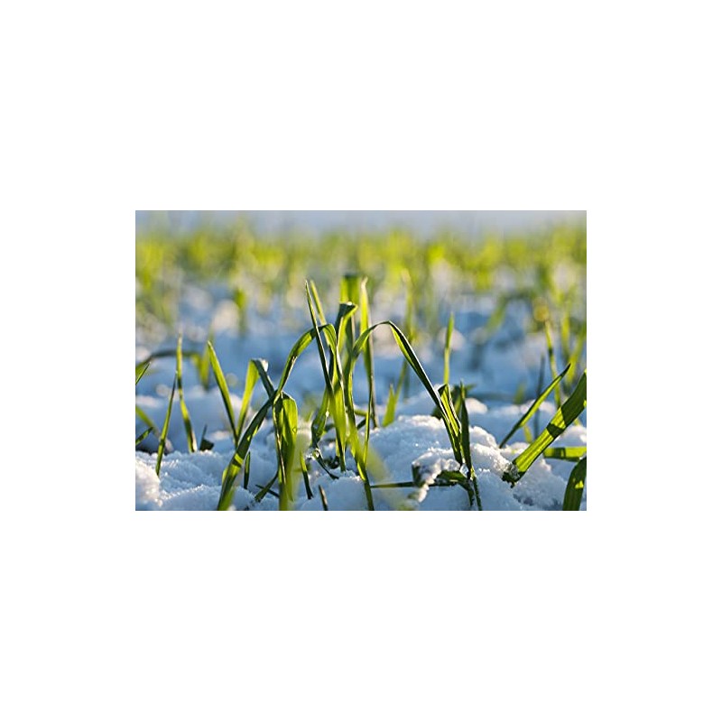 Hale Habitat & Seed Winter Wheat Food Plot Seed, 5
