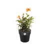 elho B.for Original Round 14 - Flower Pot for Indoor