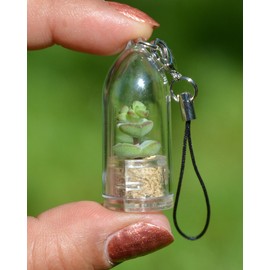 Tulip Live Succulent Terrarium Plant Necklace with 17" Violet Woven String