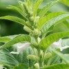 Buy Rare Seeds Sesamum indicum | Black Sesame Seed |