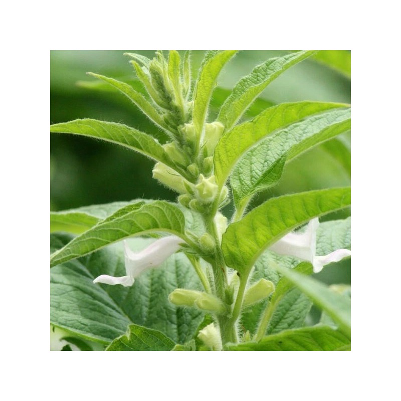 Buy Rare Seeds Sesamum indicum | Black Sesame Seed |