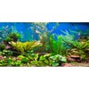 MIRRORANG 120 x 50 cm Aquarium Background Water Plant River