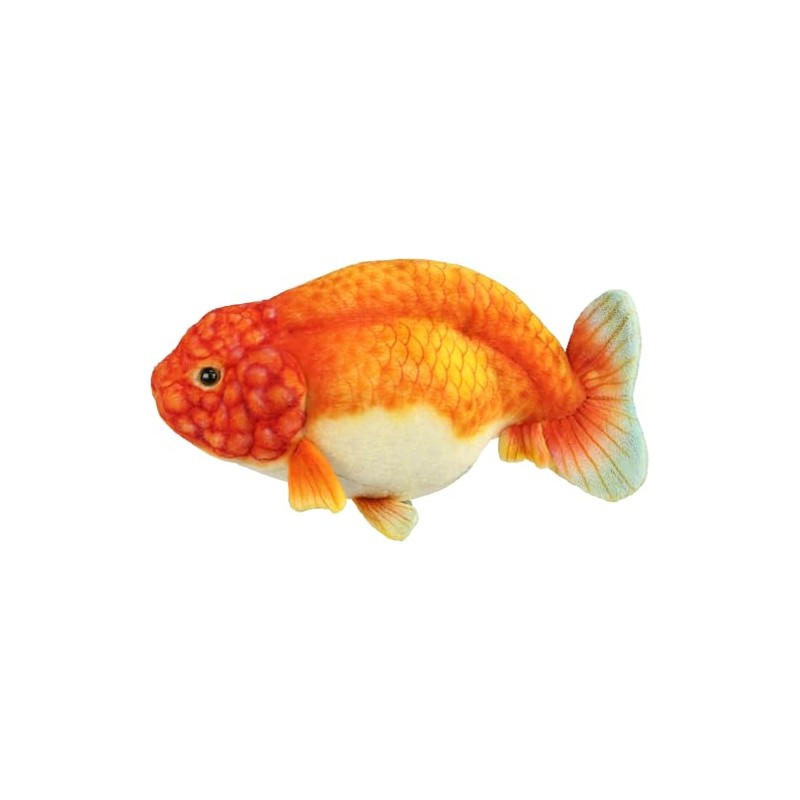 BH8515 HANSA Ranchu 23