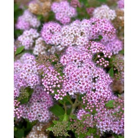 Little Princess Spirea, Pink Flowering Shrub, Hardy Perennial Garden Plant (1 Gallon/Potted)