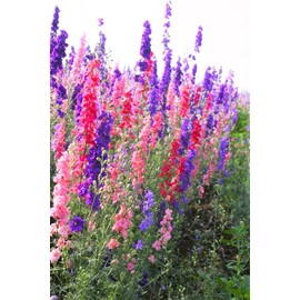 TomorrowSeeds - Rocket Mix Larkspur Seeds - 3600+ Count - for 2026 Planting Delphinium Ajacis Consolida Giant Tall Colorful Spikes Deer Resistant Wildflower Flower Grow Your Own Home Farm Patio